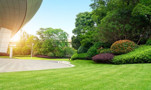 Commercial Shrub Trimming in Citrus Heights
