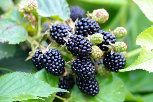 Blackberry Bush Removal in Citrus Heights