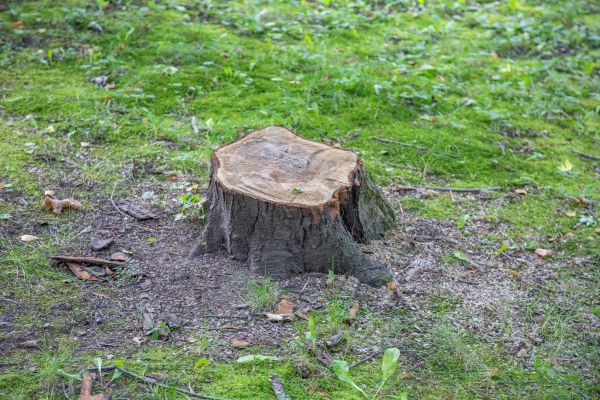 Bush Stump Removal in Citrus Heights