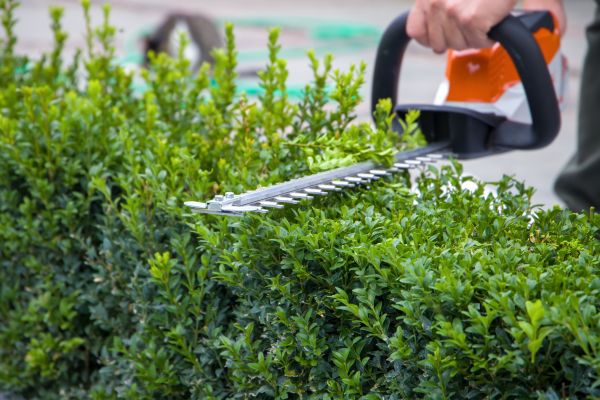 Hedge Pruning in Citrus Heights