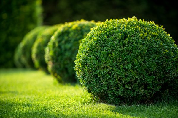Bush Pruning in Citrus Heights