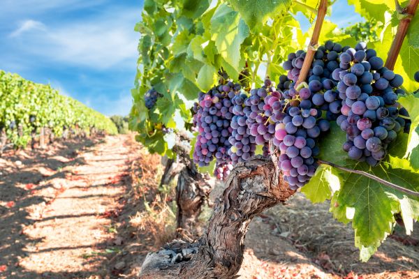 Grapevine Pruning in Citrus Heights