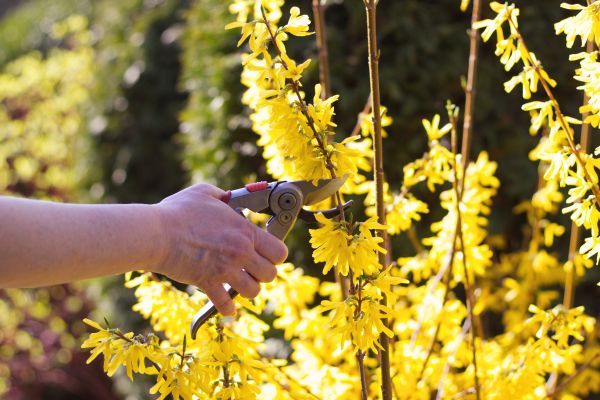 Forsythia Pruning in Citrus Heights