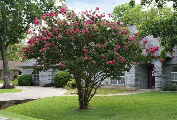 Crepe Myrtle Trimming in Citrus Heights