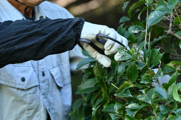 Holly Pruning in Citrus Heights