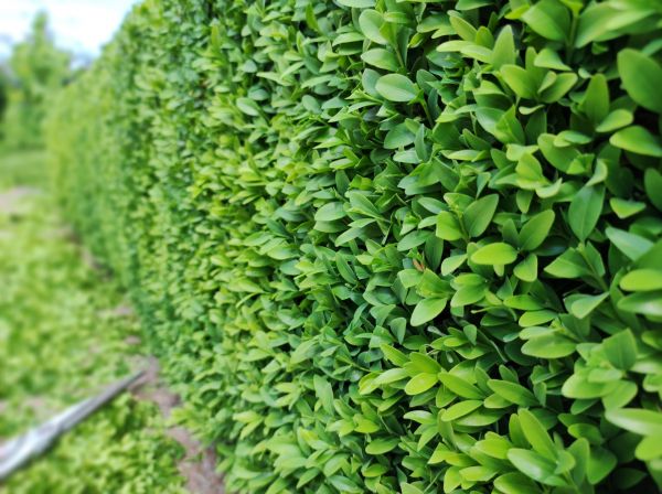 Boxwood Pruning in Citrus Heights