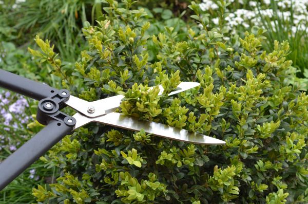 Boxwood Trimming in Citrus Heights