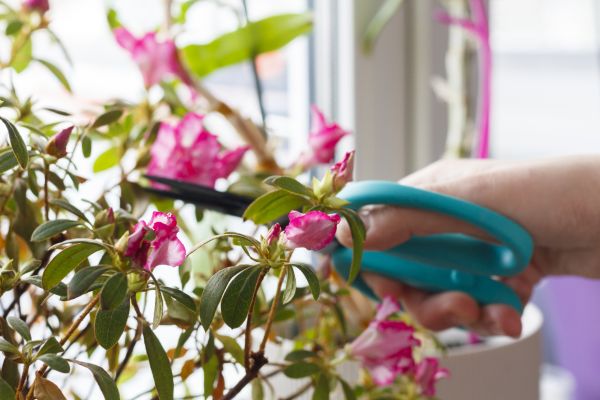 Azalea Pruning in Citrus Heights