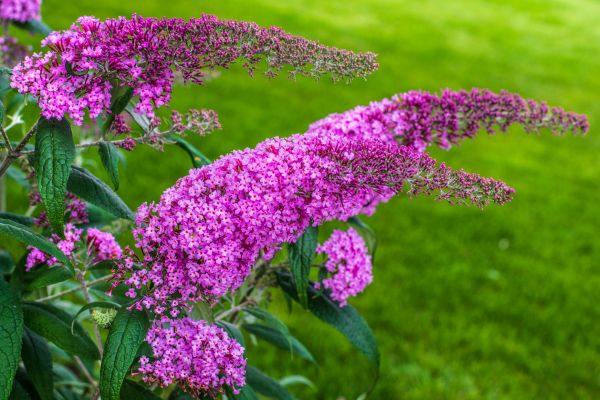 Butterfly Bush Removal in Citrus Heights