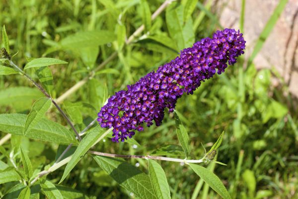 Butterfly Bush Pruning in Citrus Heights