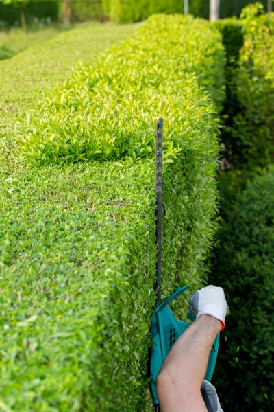 Hedge Trimming in Citrus Heights